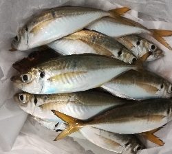 アジンガー1805〜1850