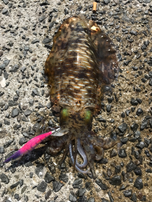 御坊から衣奈までランガン❗&…