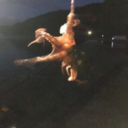 ガシリングにタコ！！！！