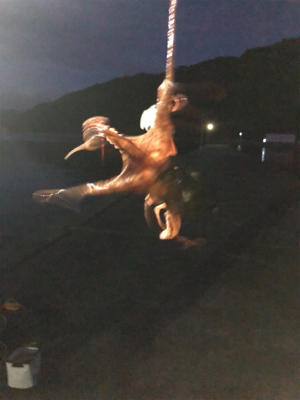 ガシリングにタコ！！！！