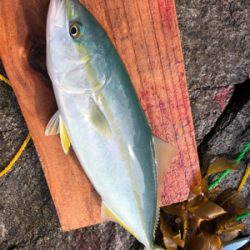 初の磯ジギング