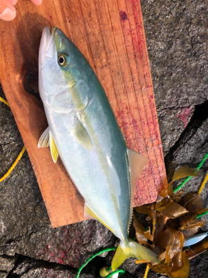 初の磯ジギング