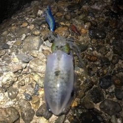 月曜日から仕事帰りのエギング