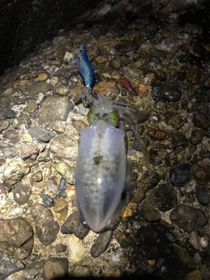 月曜日から仕事帰りのエギング