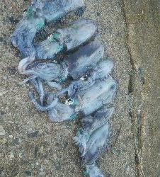 アオリイカ7杯！！　おまけにモクズカニ1匹！