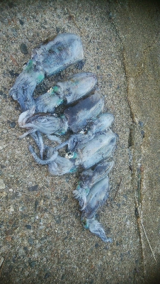 アオリイカ7杯！！　おまけにモクズカニ1匹！