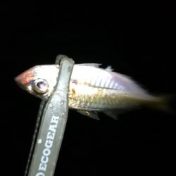 ナイト豆アジング