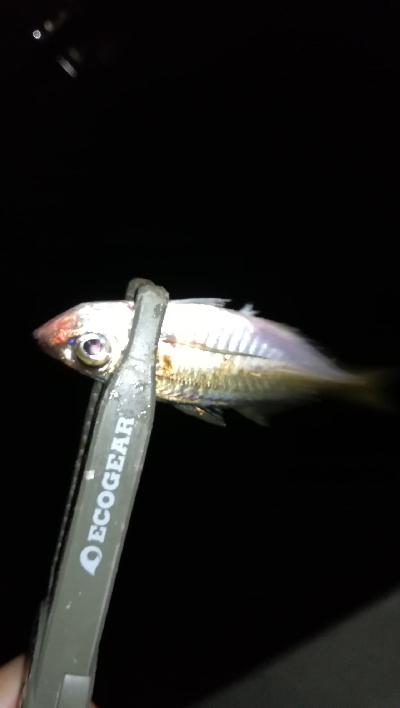 ナイト豆アジング