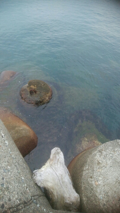 アオリイカ7杯！！