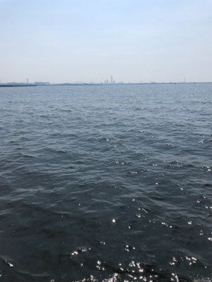 青物狙いのショアジギングで釣れた魚は?