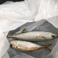 帰宅途中の30分アジング