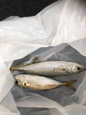 帰宅途中の30分アジング