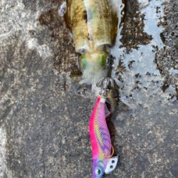 ショアジギで凹まされ…