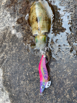 ショアジギで凹まされ…