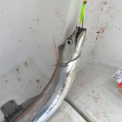 太刀魚  神戸沖