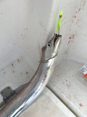 太刀魚  神戸沖