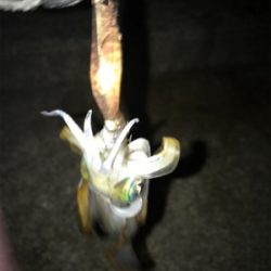 ケンサキは釣れずアオリの新子(^^)