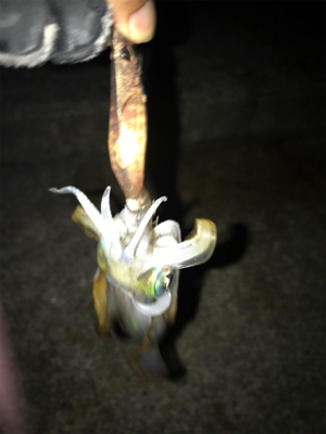 ケンサキは釣れずアオリの新子(^^)