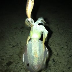 プチ地合いは突然に*\(^o^)/*