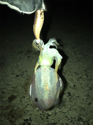 プチ地合いは突然に*\(^o^)/*