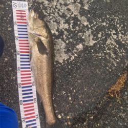 スズキ、チヌ釣行