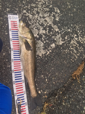 スズキ、チヌ釣行