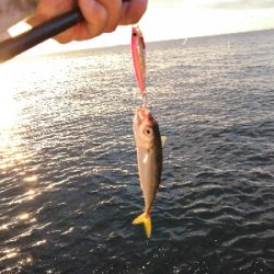 やっと太刀魚シーズンです