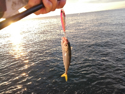 やっと太刀魚シーズンです