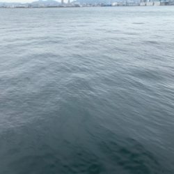 爆釣ツバス〜ハマチ♫