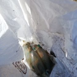 今年初のエギング