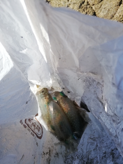 今年初のエギング