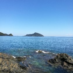 アオリイカ調査