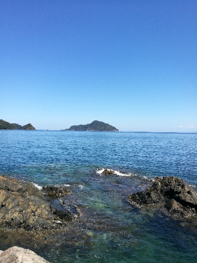 アオリイカ調査