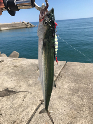 久々のショアジギング