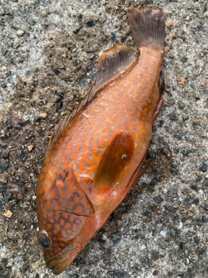 小アジの泳がせでアコウ