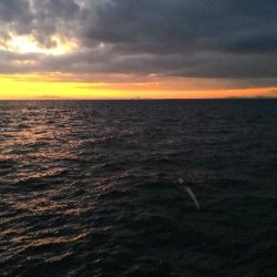 太刀魚釣り本番か?