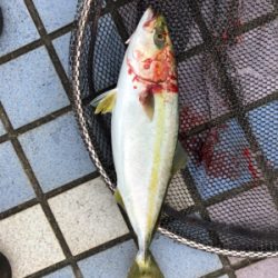 タチウオがやってきた！