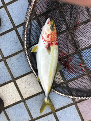 タチウオがやってきた！