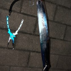 タチウオ解禁⁈