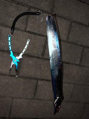 タチウオ解禁⁈