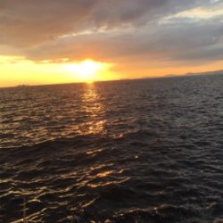 今期初タチウオ