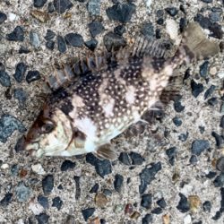 アジだらけ⁉︎