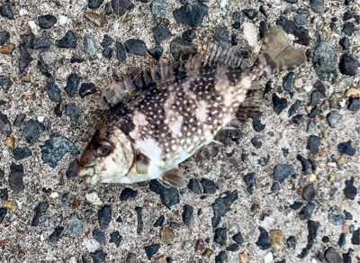 アジだらけ⁉︎