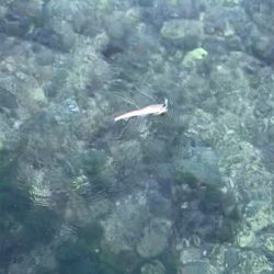 アオリイカを求めて⑥