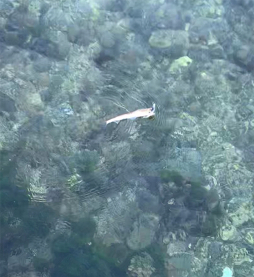 アオリイカを求めて⑥