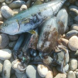 アオリイカ5杯 ツバイソ、ヒラ