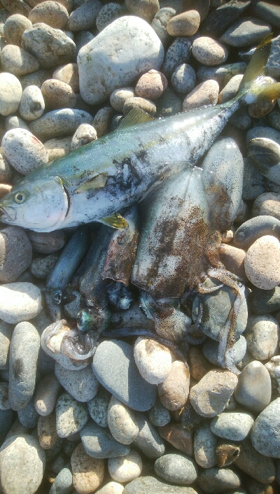 アオリイカ5杯　ツバイソ、ヒラ