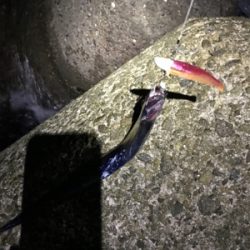 淡路島遠征 タチウオ