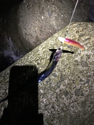 淡路島遠征 タチウオ