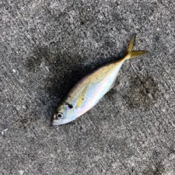 イワシやアジ群れが入っている